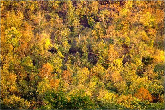Monsoon Forest Tala  Exterior photo