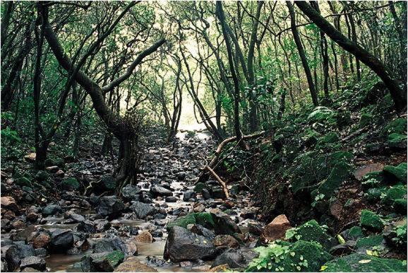 Monsoon Forest Tala  Exterior photo
